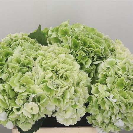 Hydrangea Schneeball Classic