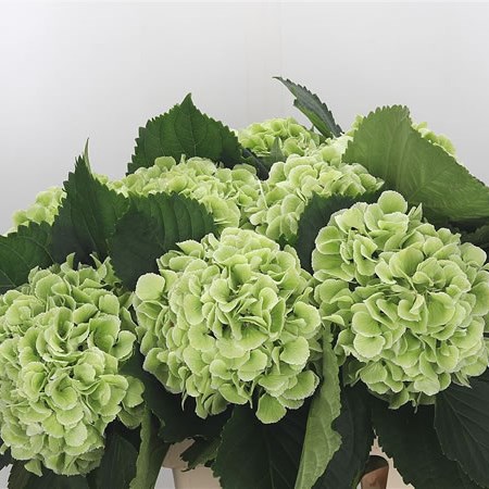 Hydrangea Schneeball Classic