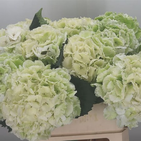 Hydrangea Schneeball Classic