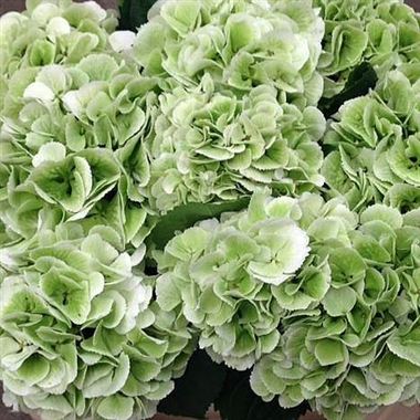 Hydrangea Schneeball Classic