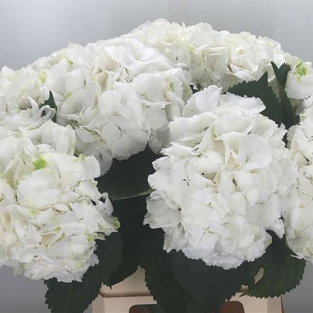 Hydrangea Schneeball XXL