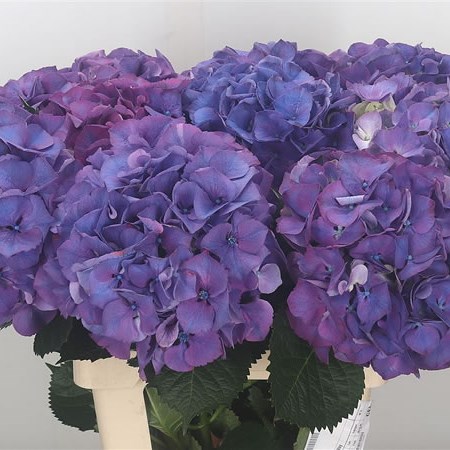 Hydrangea Sibilla Purple