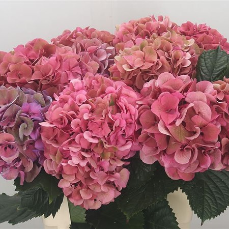 Hydrangea Sibilla Red Classic