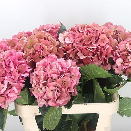 Hydrangea Sibilla Red Classic