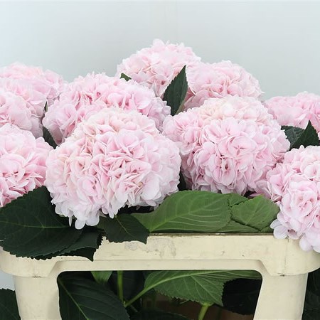 Hydrangea Smiley