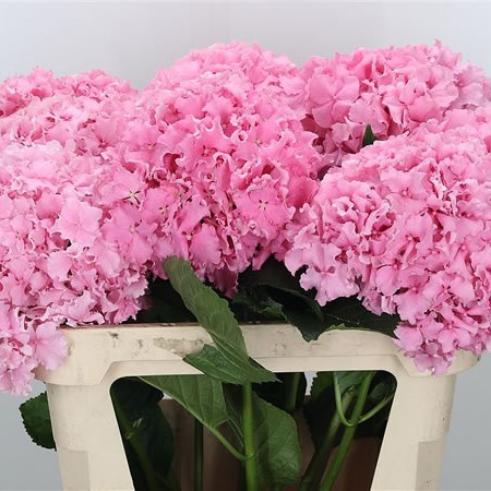 Hydrangea Spike Pink