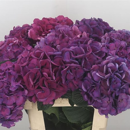 Hydrangea St. Tropez