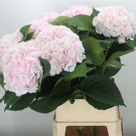 Hydrangea Sweet Verena XXL