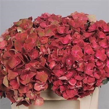 Hydrangea Terracotta