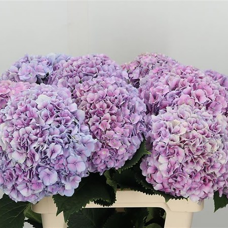 Hydrangea Vendetta