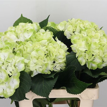 Hydrangea Verdi Mint Green