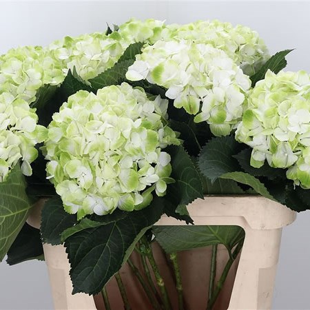 Hydrangea Verdi Mint Green