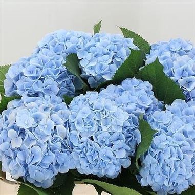 hydrangea verena blue 60cm