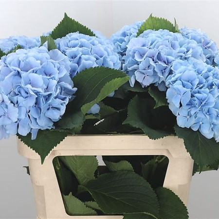 Hydrangea Verena Blue