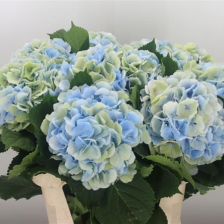 Hydrangea Verena Blue/Green