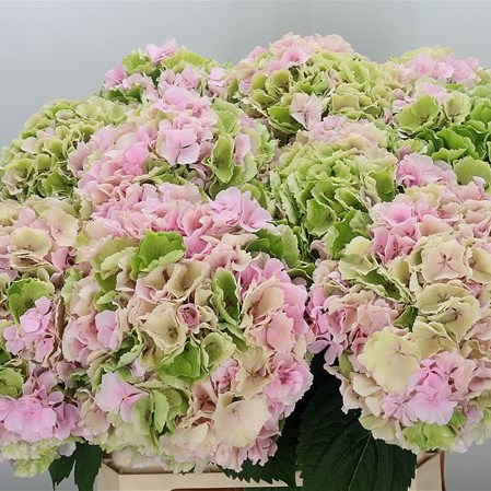 Hydrangea Verena Classic Champagne