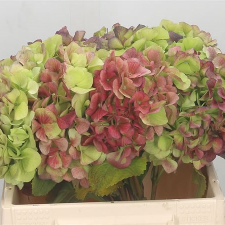 Hydrangea Verena Classic Red/Green