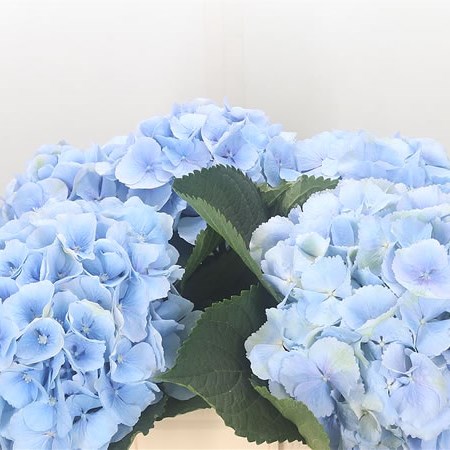 Hydrangea Verena Light Blue