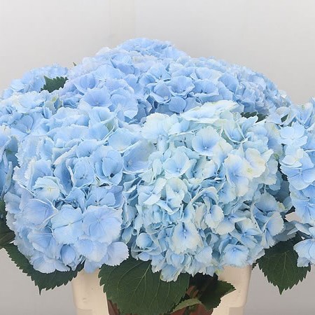 Hydrangea Verena Light Blue