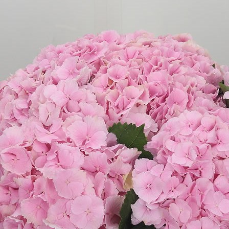 Hydrangea Verena Pink