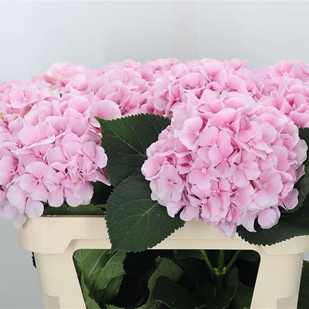 Hydrangea Verena Pink