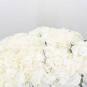 Hydrangea Verena White