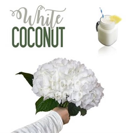 Hydrangea White Coconut