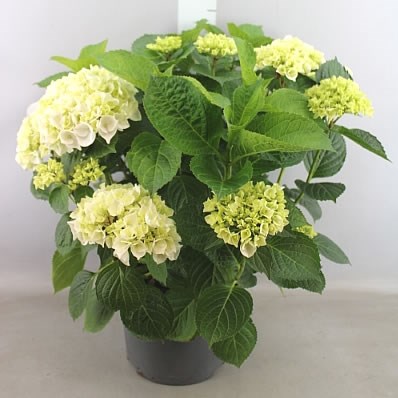 Hydrangea Plant Wudu