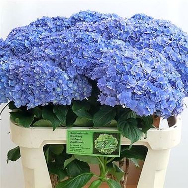 Hydrangea You & Me Together Blue