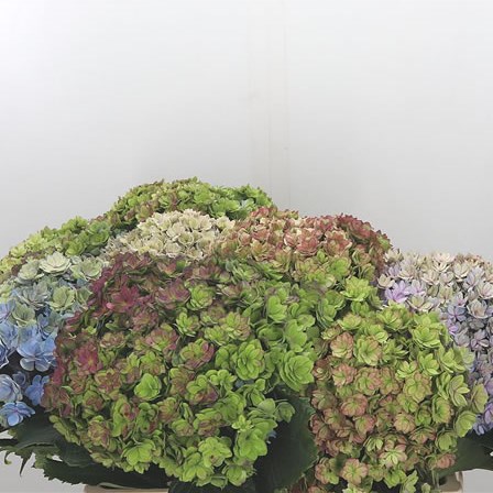 Hydrangea You & Me Together Classic