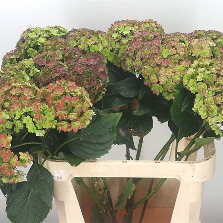 Hydrangea You & Me Together Classic Green/Red