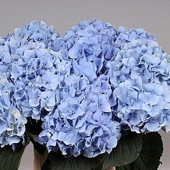 Hydrangea challenge blue