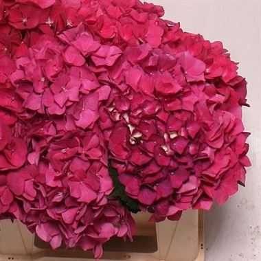 Hydrangea Esmee Red