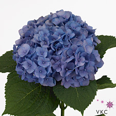 Hydrangea Hilde Moorhof