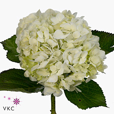 Hydrangea Mac Lima