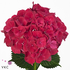 Hydrangea Mac Magical Rubyred