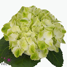 Hydrangea Magical Wings
