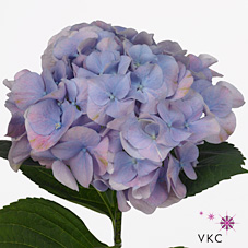 Hydrangea Marsepein Blue