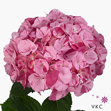 Hydrangea Sweet Fantasy Pink