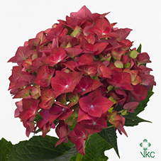 Hydrangea Green Shadow