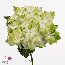 Hydrangea Magical Jade