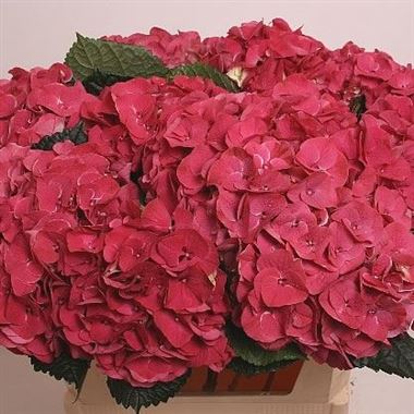 Hydrangea Magical Red Harlekijn