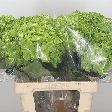 Hydrangea Green Sasha
