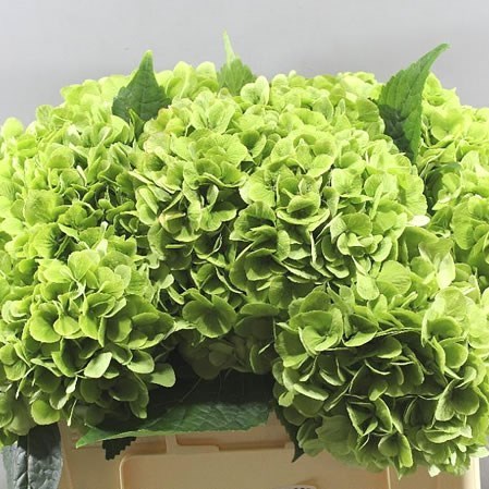 Hydrangea Blizzard Classic