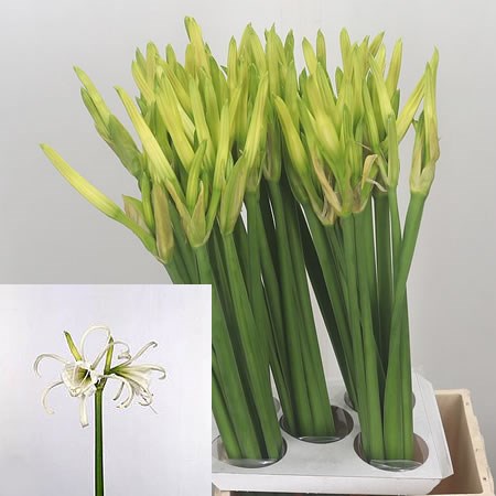 Hymenocallis White Zwanenburg
