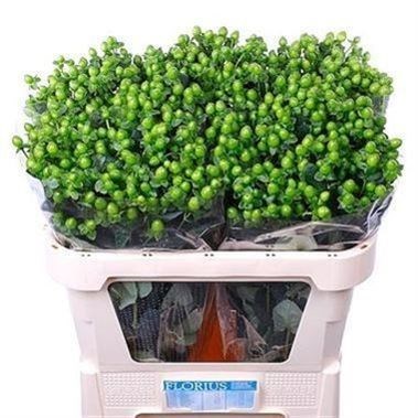 Hypericum Coco Bamboo