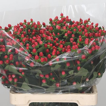 Hypericum Coco Fiesta (Spray)