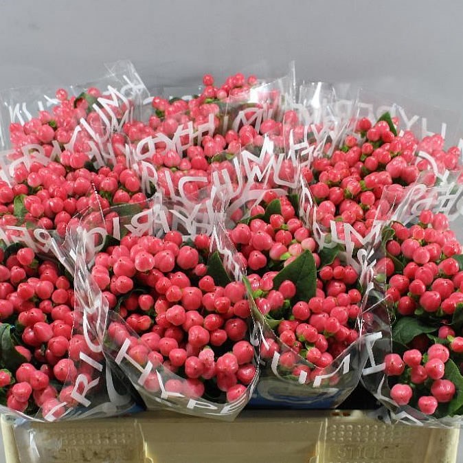 Hypericum Coco Lipstick