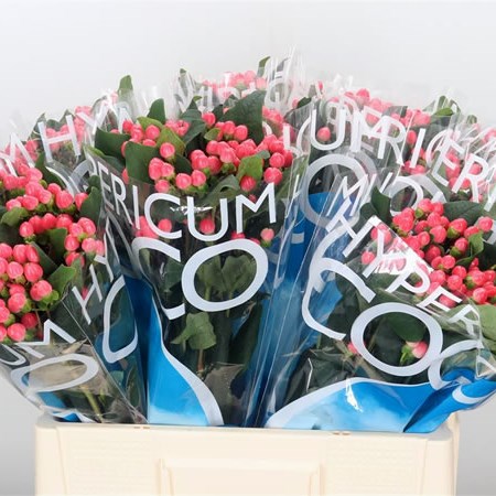 Hypericum Coco Lipstick