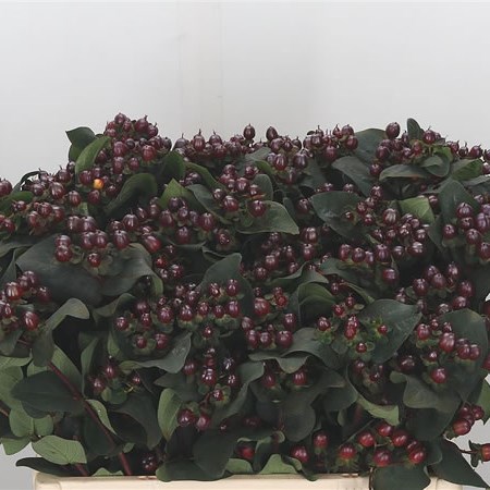 Hypericum Coco Montana (Spray)